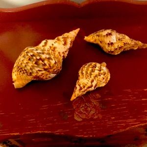 Sea Shell Collection